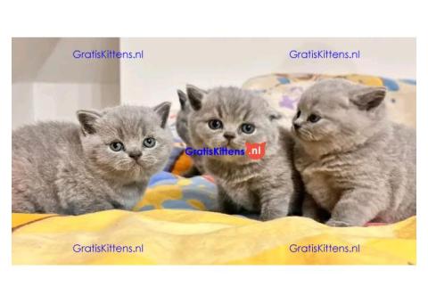 BHK Britse Korthaar Kittens