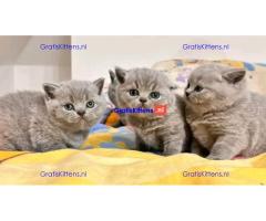 BHK Britse Korthaar Kittens