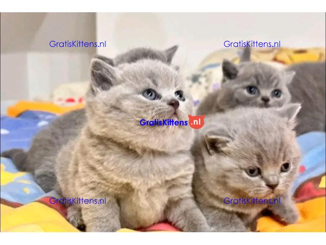 BHK Britse Korthaar Kittens