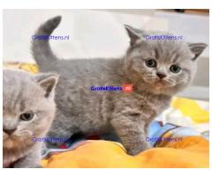 BHK Britse Korthaar Kittens