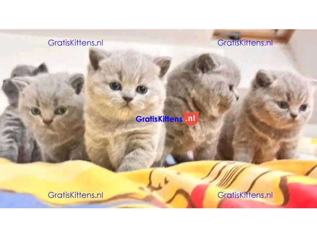 BHK Britse Korthaar Kittens