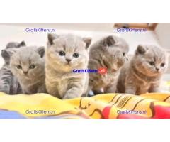 BHK Britse Korthaar Kittens