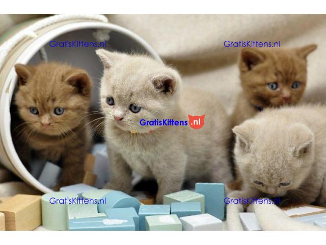 Schotse kitten zoekt een nieuw thuis