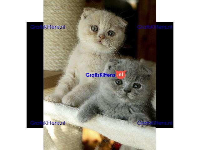 Schotse kitten zoekt een nieuw thuis