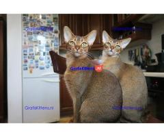 Abessijnse kittens klaar om naar een nieuw thuis te gaan