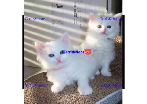 Gezonde Perzische kittens ter adoptie