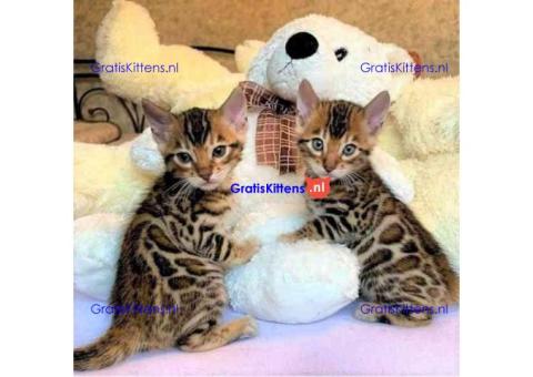 Intelligente Bengaalse kittens ter adoptie.