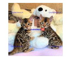 Intelligente Bengaalse kittens ter adoptie.
