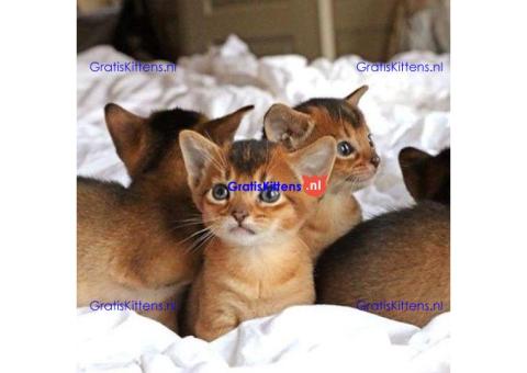 Abessijnse kittens klaar om naar een nieuw thuis te gaan