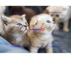 Perzische Langhaar Special