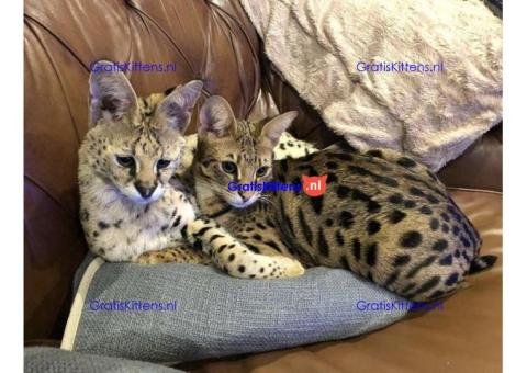 F2 Savannah kittens beschikbaar.