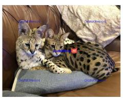 F2 Savannah kittens beschikbaar.