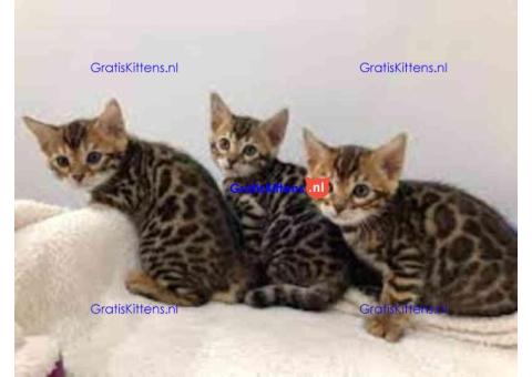 Bengaalse kittens ter adoptie