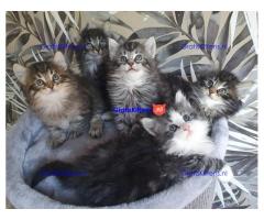 Boskat kittens van 11 weken oud