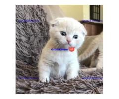 Birmaanse kittens. Onze mooiste ooit!