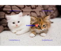 Perzische Langhaar Special