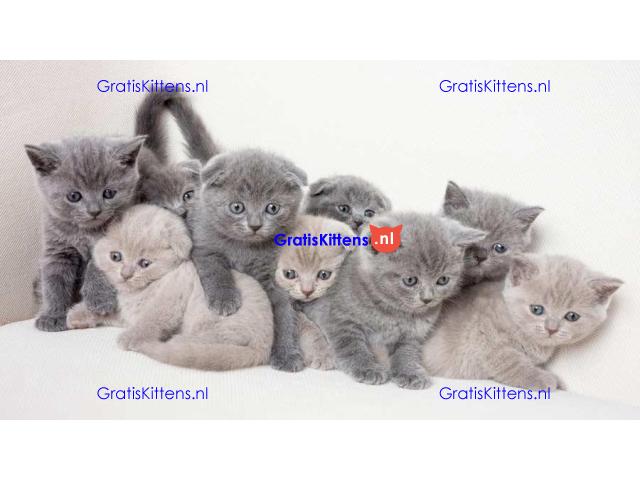 BHK Britse Korthaar Kittens