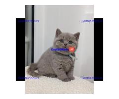 We hebben Britse korthaar kittens die geadopteerd kunnen worden.