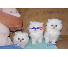 Gesocialiseerde Perzische kittens ter adoptie.
