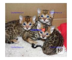 Intelligente Bengaalse kittens ter adoptie.