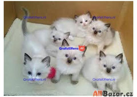 Schattige en charmante Ragdoll kittens