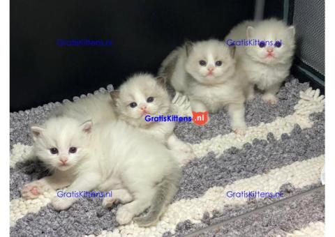 Ragdoll kittens van 11 weken oud zoeken een liefdevol thuis