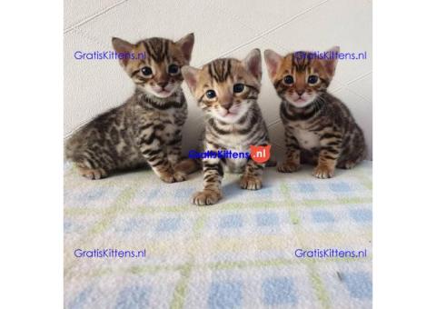 Bengaalse kittens zoeken een forever home ????