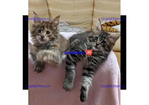 Mainecoon kittens