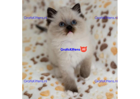 Birmaanse kittens. Onze mooiste ooit!