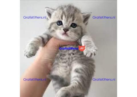 Scotish Fold kittens