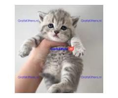Scotish Fold kittens