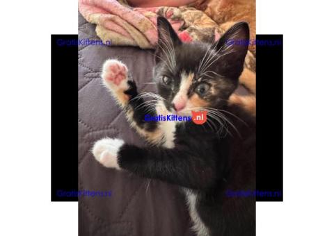 Ragdoll male and female available to go
