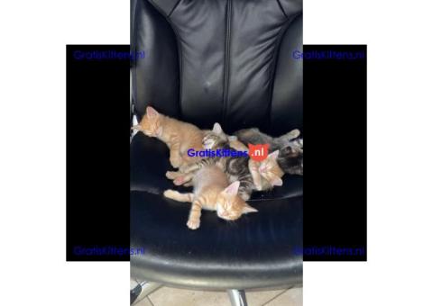 Free kittens looking for loving homes