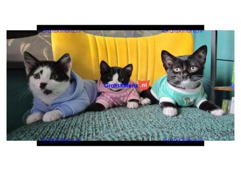 These adorable kittens are ready to go