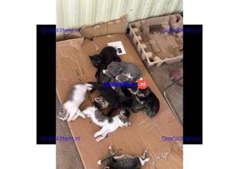 Healthy kittens ready to go