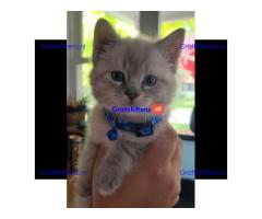 sweet kittens ready to go