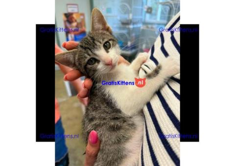 Adorable kittens available