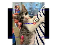 Adorable kittens available