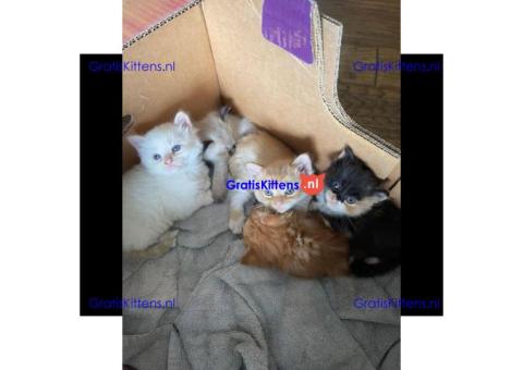 Lovely kittens for adoption