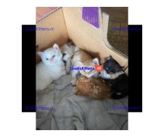 Lovely kittens for adoption