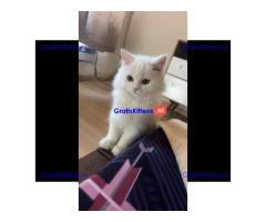 Playful  kittens