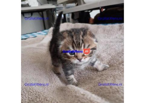 GYUGY KITTENS