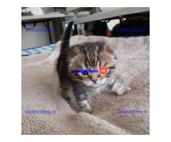 GYUGY KITTENS