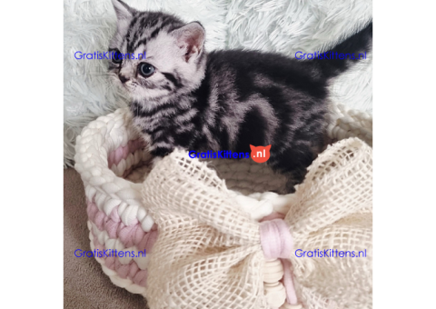 Elegant British shorthair kittens
