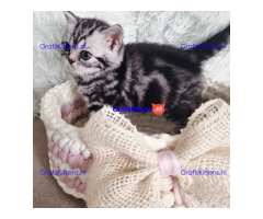 Elegant British shorthair kittens