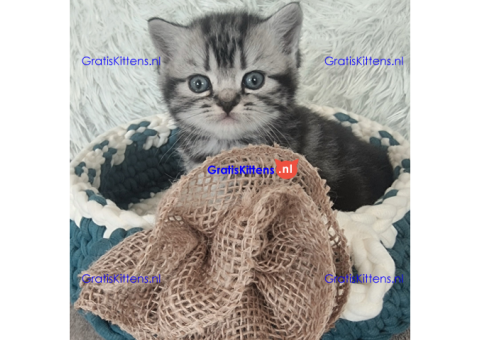 ctfyugi british short hair kittens