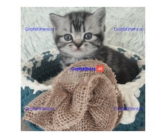 ctfyugi british short hair kittens