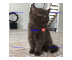 ghfug kittens for adoption