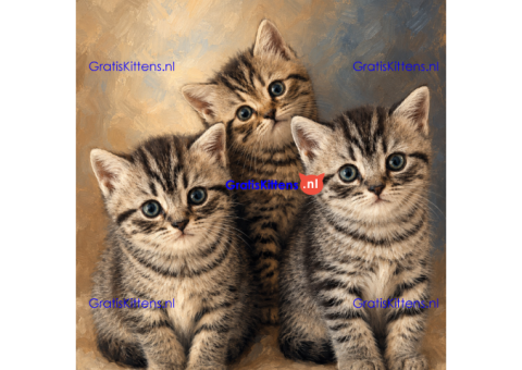 ftfyguh kittens for sale
