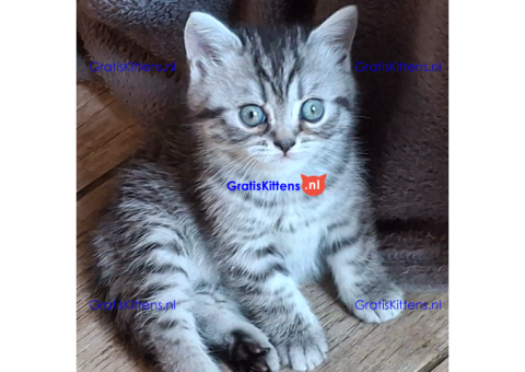 CFCFT Kittens available